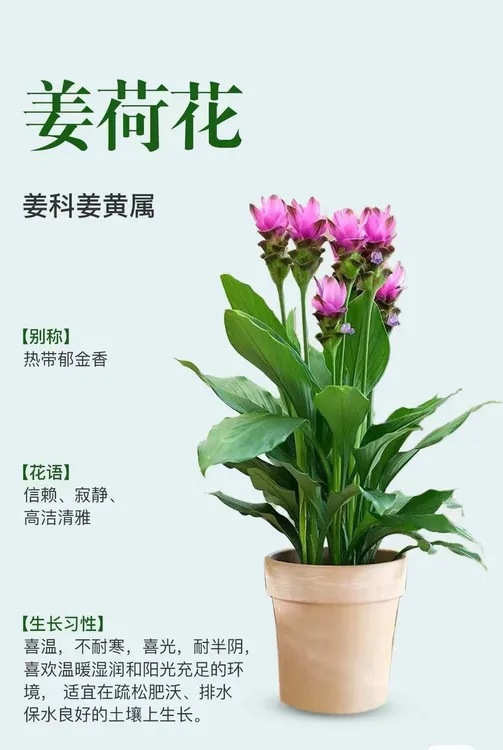 姜荷花耐热盆栽花期长庭院室内室外好养水培土栽球根植物花卉绿植