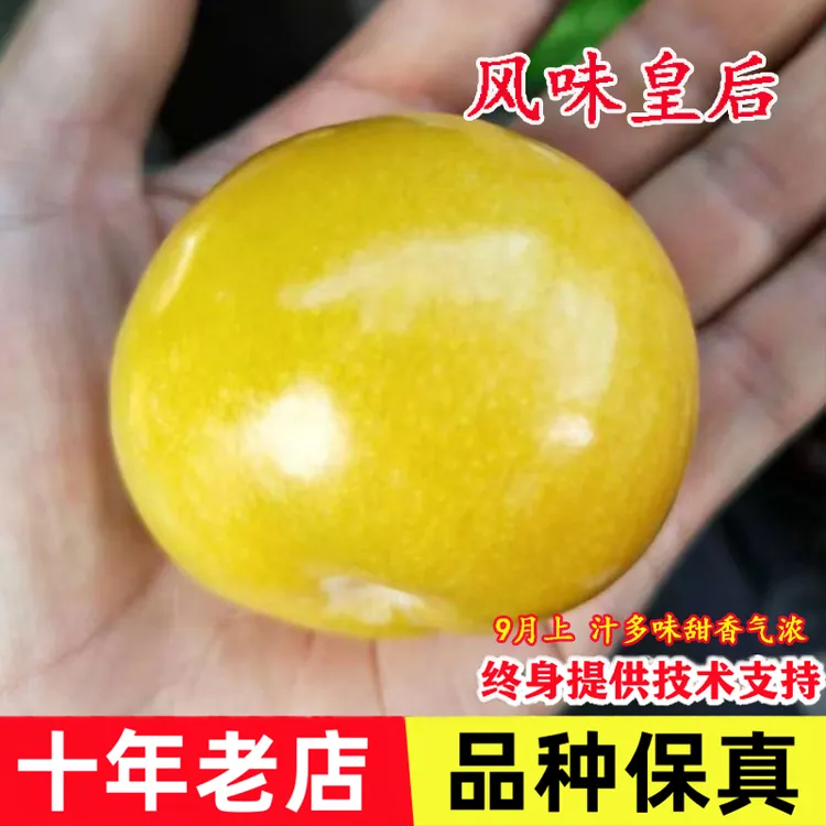 新品种抗冻美国杏李树苗耐寒特大果纯甜风味皇后李子苗南北方种植