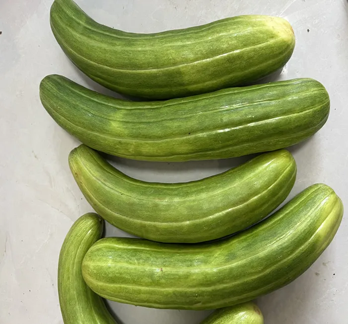 新鲜菜瓜艮瓜生瓜水瓜梢瓜安徽特芜湖菜瓜现摘无为特产凉拌菜瓜