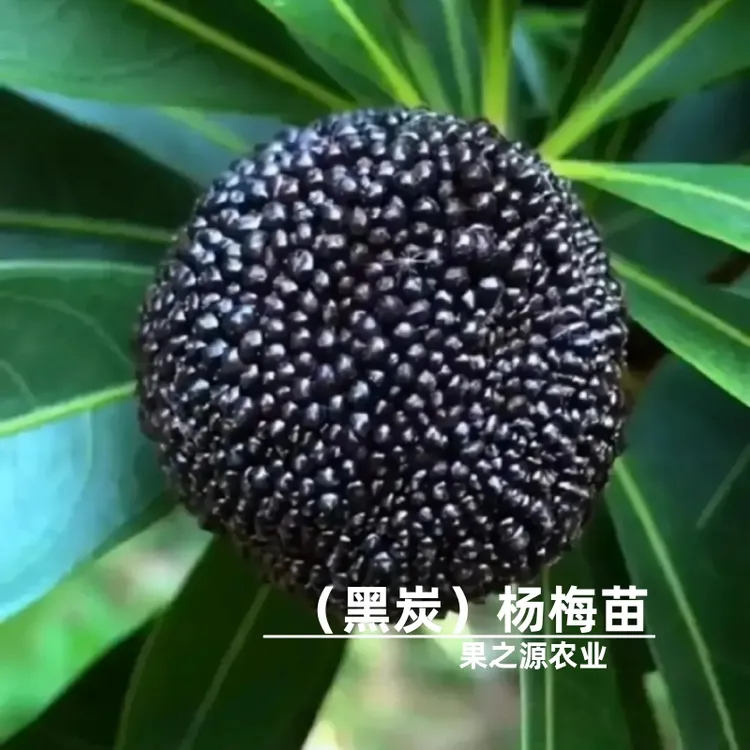 大黑炭杨梅苗南北方庭院地栽特大杨梅树树苗阳台盆栽嫁接当年结果