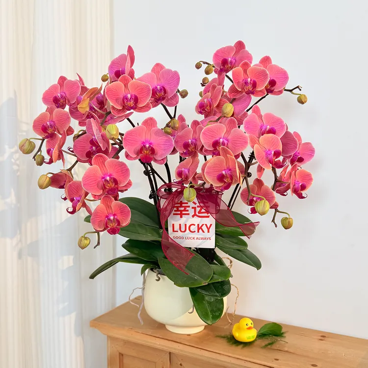高品质组盆【小桔灯】蝴蝶兰桔红色年宵花送礼花期长基地直发