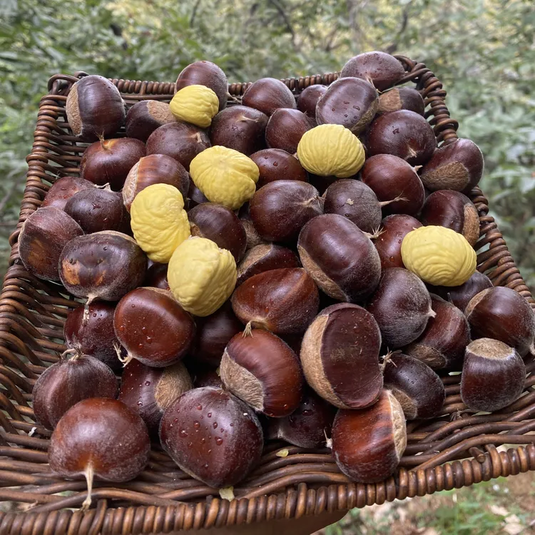 沂蒙山深山百年老树油板栗现摘现发新鲜板栗粉面香糯