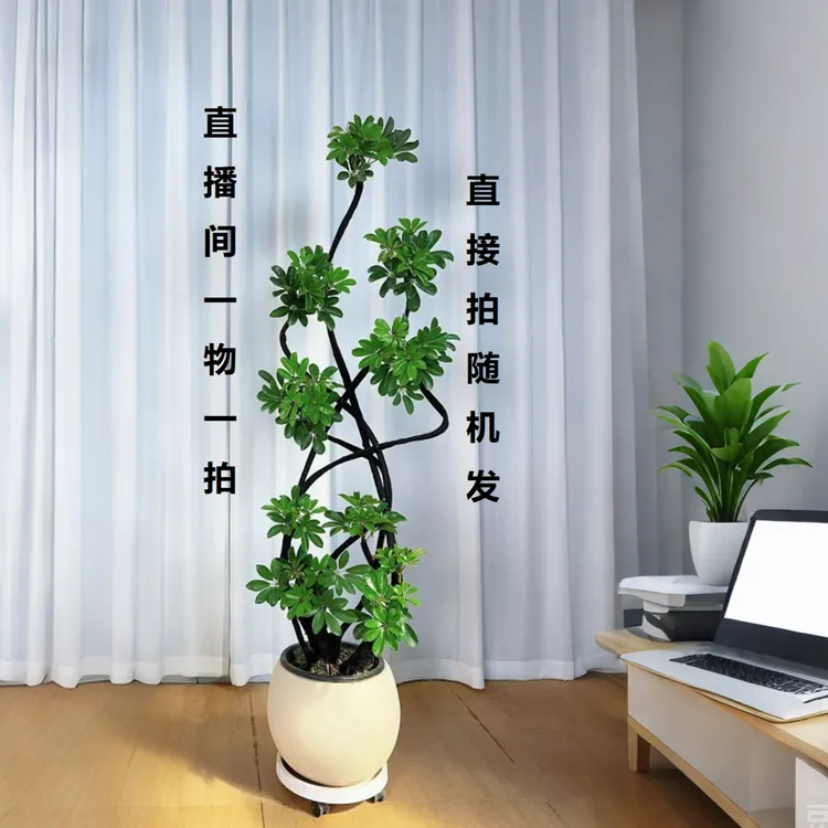 八方来财鸭脚木客厅大盆栽室内绿植落地植物四季常青好养装饰