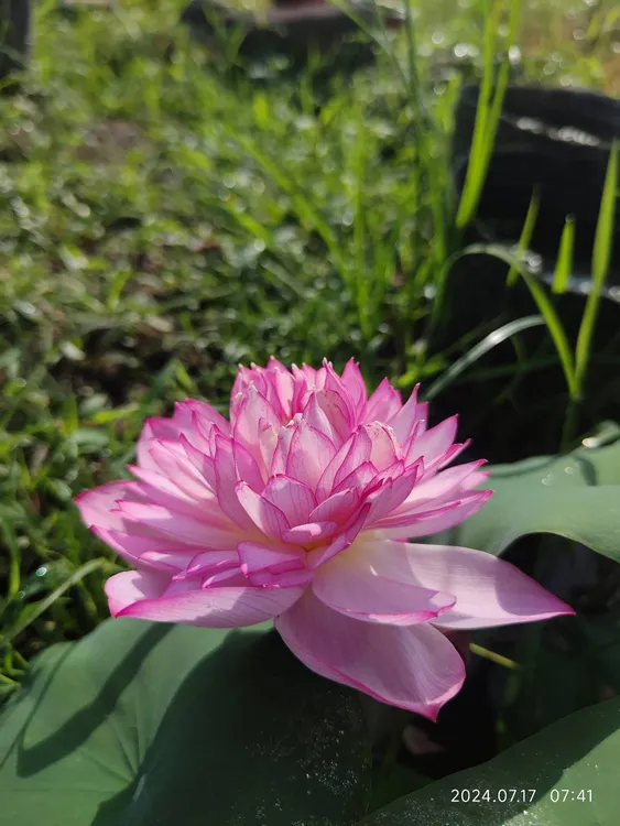 碗莲雪影 小微型碗莲水培植物