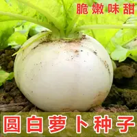 【满五包包邮】春不老圆白萝卜种子四季蔬菜易种播种生长采收好吃