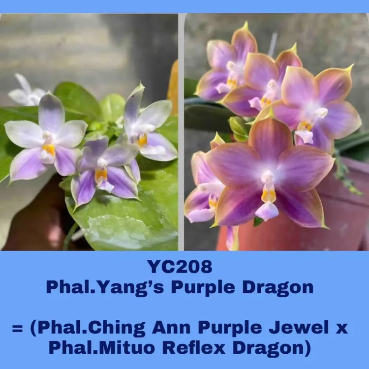 陈伯老花农 原生种合集 蝴蝶兰趣味珍奇蝴蝶兰开花株 壮苗实生苗