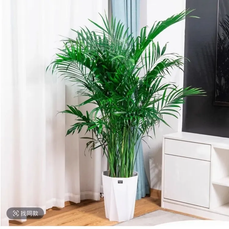 1.5-1.8米富贵椰子盆栽室内散尾葵办公室好养植物盆景年宵花