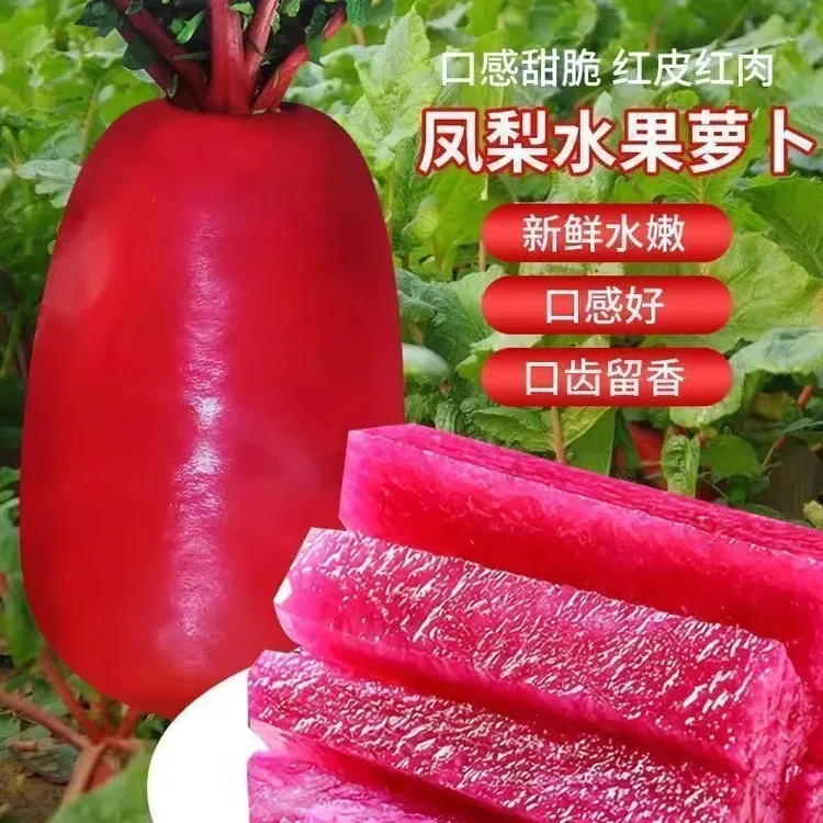 凤梨萝卜种子甜脆水果红皮红心萝卜籽阳台盆菜种子