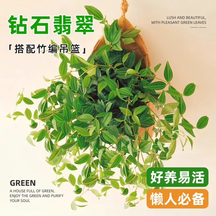 钻石翡翠吊兰鲜活室内花卉绿植盆栽花卉四季常青花绿植盆栽室内