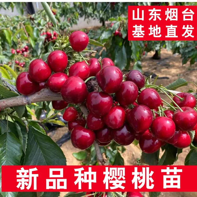 樱桃苗朋林车厘子树苗新品种苗烟台樱桃树苗南方北方庭院果园种植