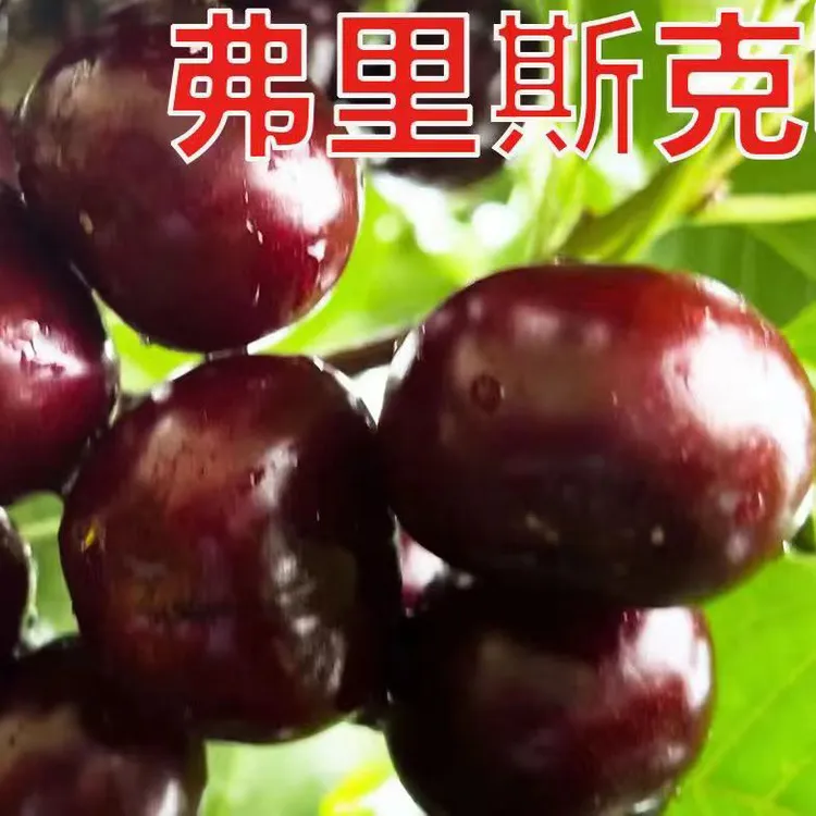 朋林车厘子苗弗里斯克自花授粉低冷量大樱桃苗弗里斯科果树苗种植