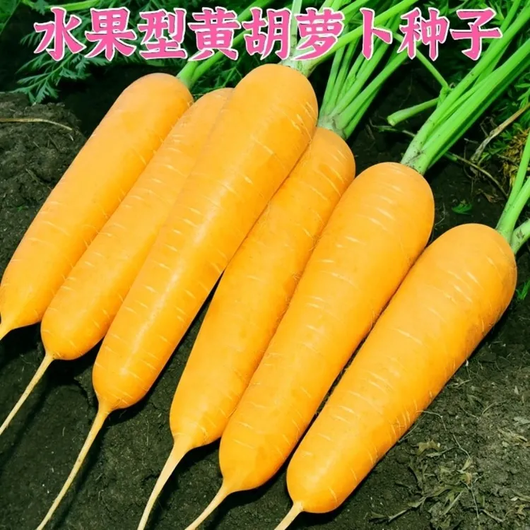黄胡萝卜种子东方黄参紫参胡萝卜种籽南北方秋季播