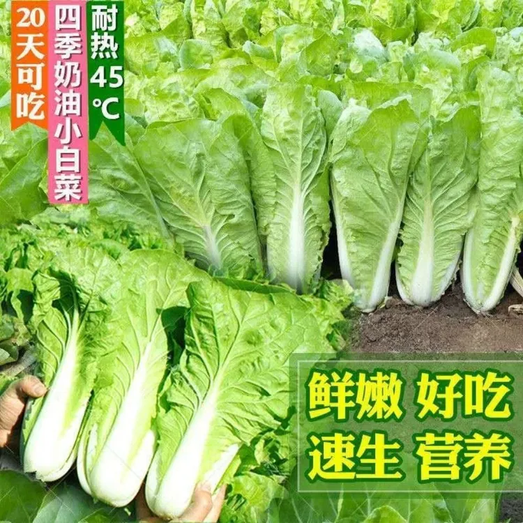 奶油小白菜/奶油速生快菜四季速生蔬菜种子耐热简单