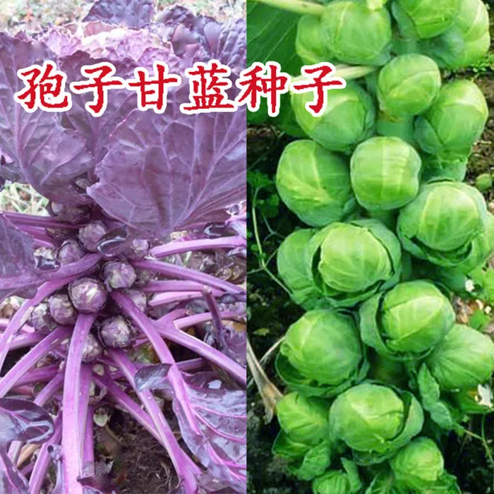 孢子甘蓝种子迷你小包菜高产蔬菜种子抱子甘蓝简单