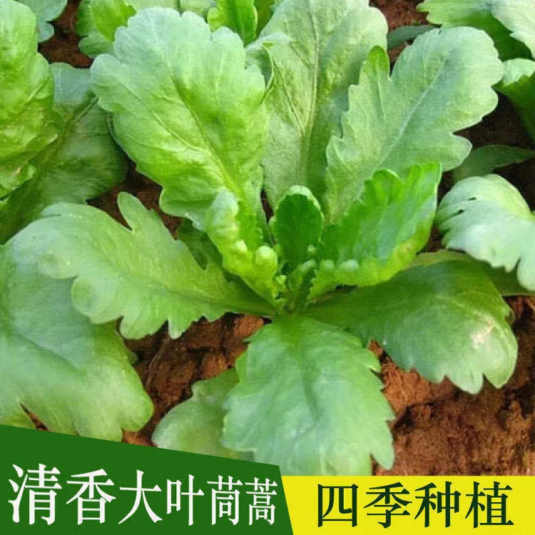 大叶茼蒿四季籽种盆栽蔬菜孑小叶茼蒿爽脆高产家庭种植蔬菜种子