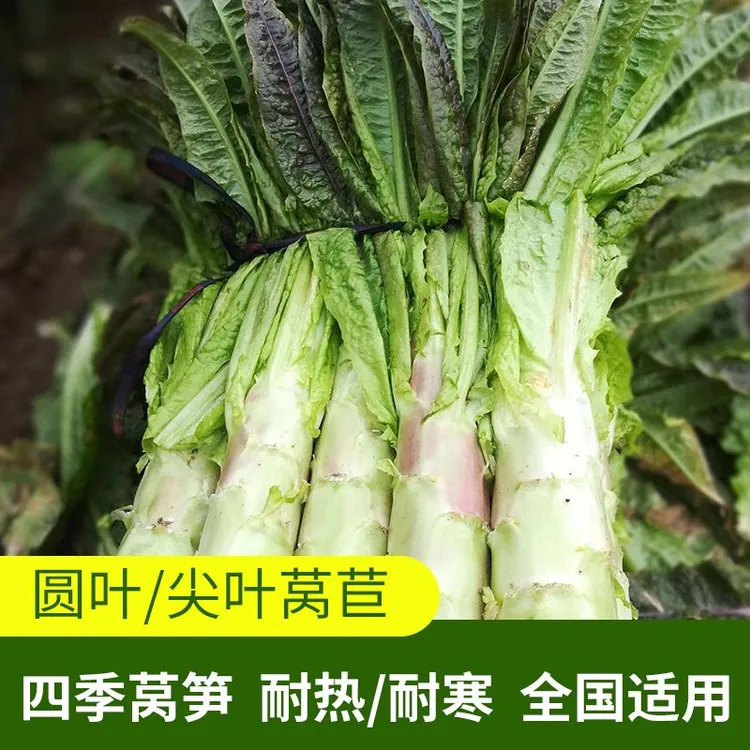 莴笋种子菜种尖叶莴苣种籽青笋四季播蔬菜种子