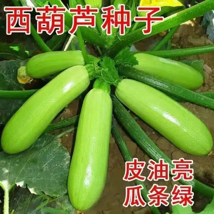 四季种植西葫芦种子/黄色西葫芦种子/庭院空地种植