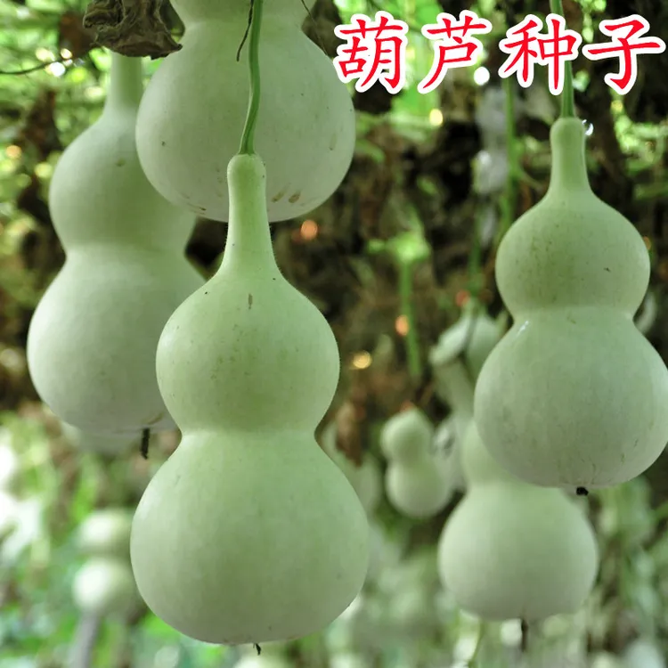 手捻小葫芦种子/仙翁酒葫芦/巨型葫芦种子家庭种植蔬菜种子
