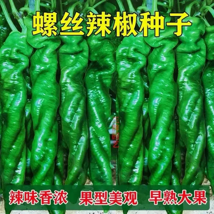 辣椒种子大牛角椒螺丝椒薄皮青椒杭椒阳台庭院播种蔬菜蔬菜种子