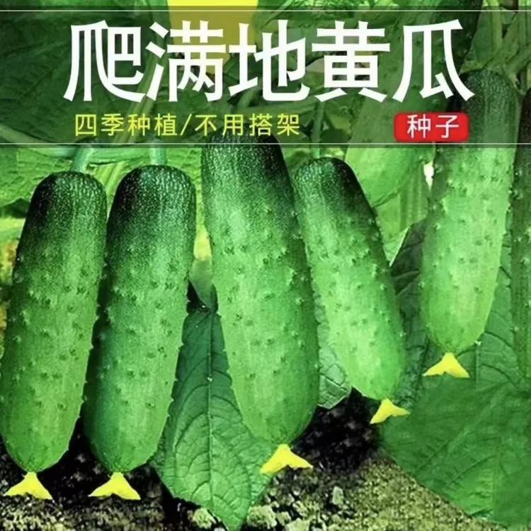 春秋两季爬满地黄瓜籽100粒