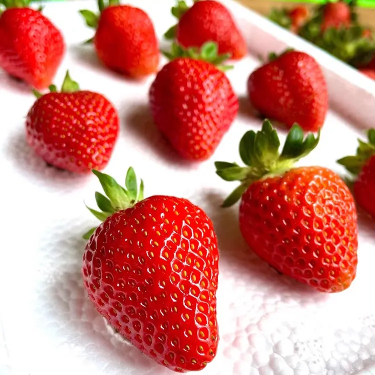 顺丰空运】现摘非丹东牛奶红颜99草莓孕妇应季水果酸甜新鲜草莓2斤