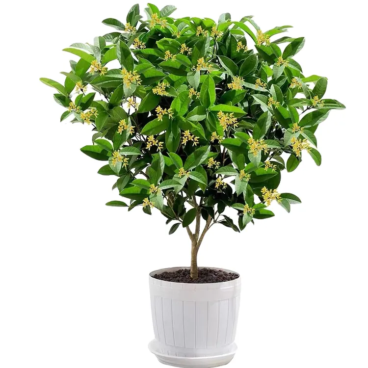 月月桂盆栽四季桂花树开花带香味阳台室内外非常好养庭院花卉绿植