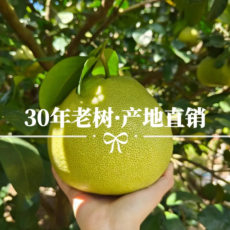 正宗度尾高山无孔文旦柚红心柚产地直发柚子