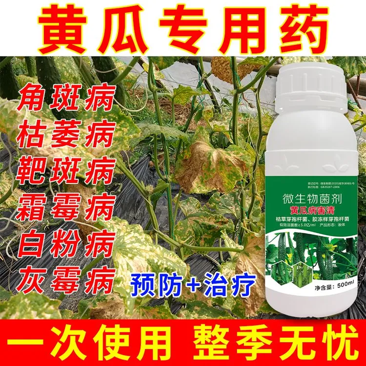 黄瓜专用药黄瓜病害清角斑病靶斑病白粉病霜霉病灰霉病枯萎病毒病