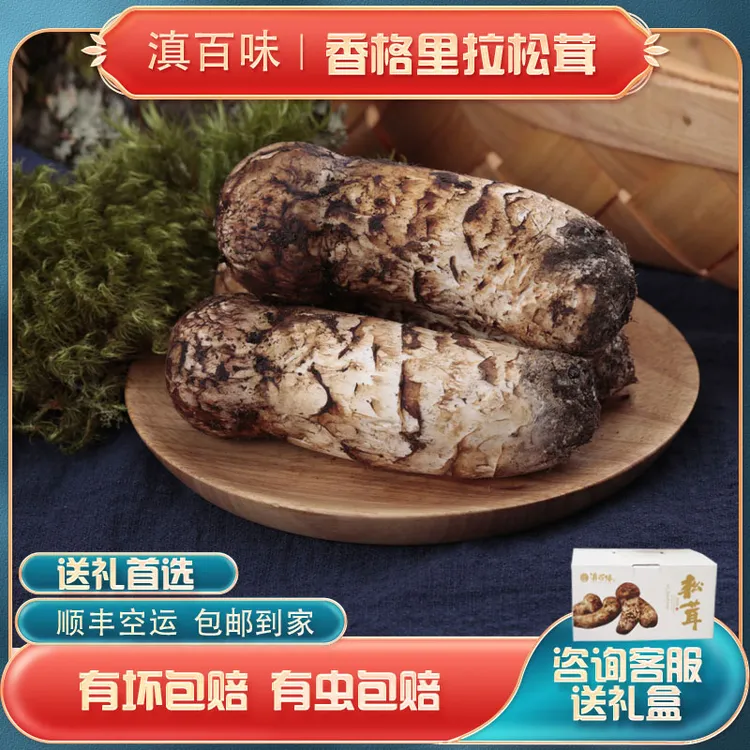 【香格里拉新鲜松茸】精品云南香格里拉松茸菌500g顺丰空运有坏包赔
