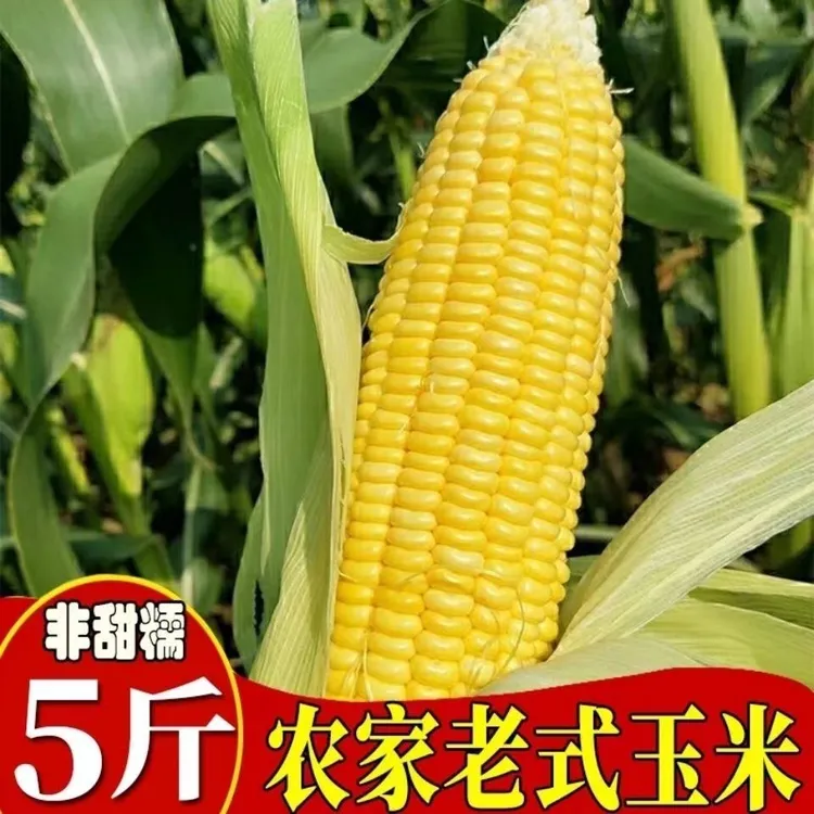 2024山东盐碱地农家自种老式笨玉米鲜玉米黄玉米新鲜带皮不甜不糯