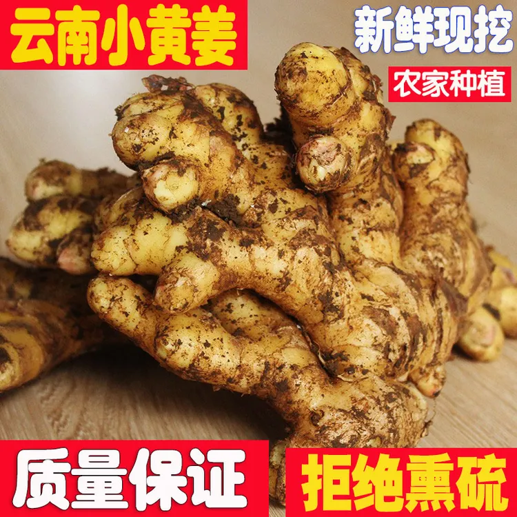云南山地新鲜小黄姜1-9斤小黄姜农家生姜仔姜嫩姜仔姜汁月子姜沙