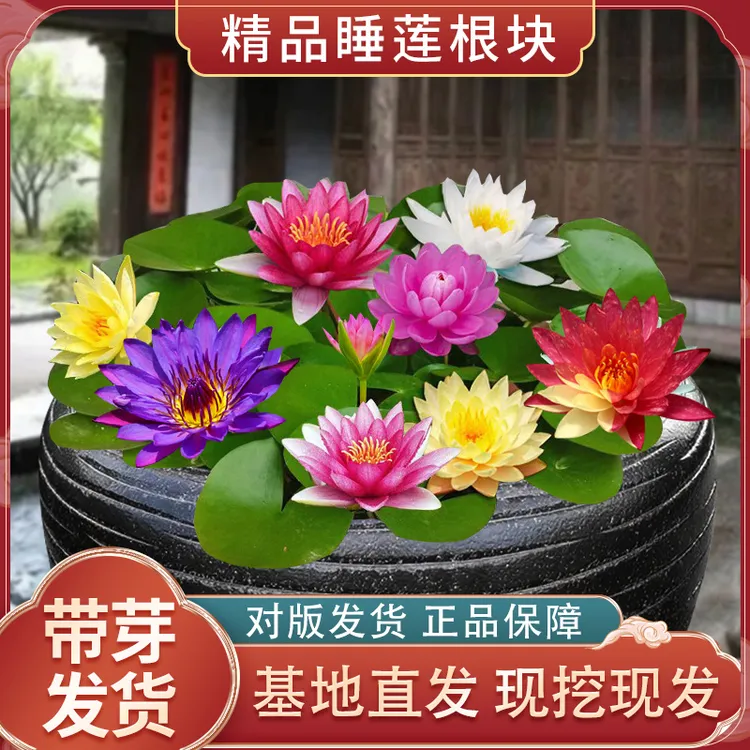 水生植物池塘大睡莲苗迷你盆栽根茎根快水培四季栽培花卉庭院阳台