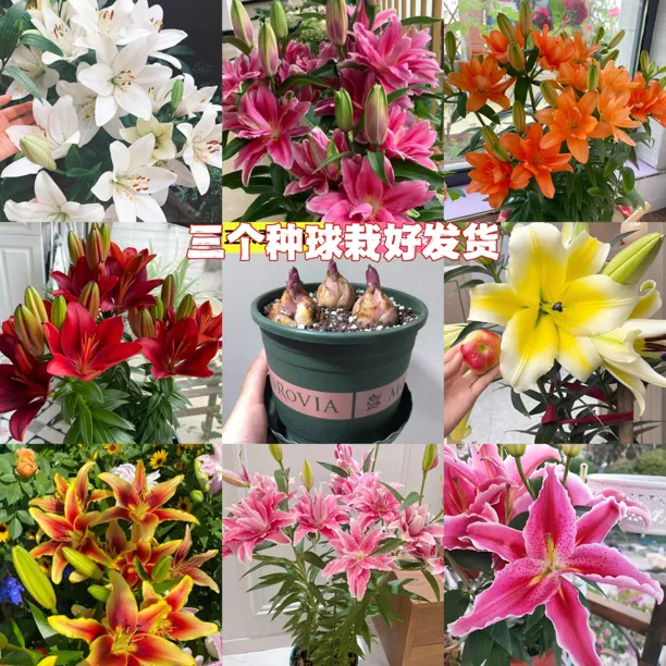 芳香 百合 四季赏花耐寒耐热南北方都可种国产百合阳台定制栽植