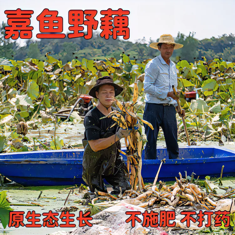 湖地野藕湖北特产嘉鱼野藕精品粉藕粉藕糯新鲜正宗莲藕天然清炒