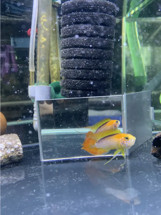 黄金火焰阿卡西短鲷鱼 南美短鲷鱼 热带鱼 观赏鱼 淡水鱼饲养活体