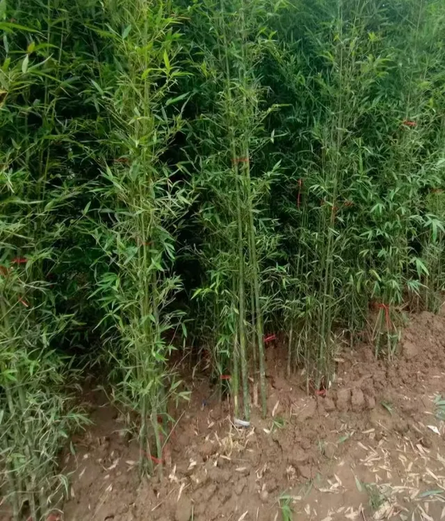 罗汉竹竹苗户外耐寒庭院景观竹风景竹花园阳台四季常绿盆栽观赏