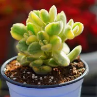 【满15元包邮】白熊多肉