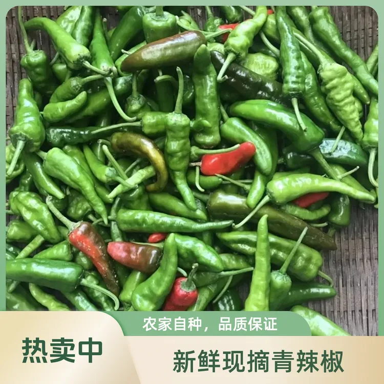 湖北新鲜现摘露天秋辣椒土辣椒现摘现发香辣3斤5斤包邮