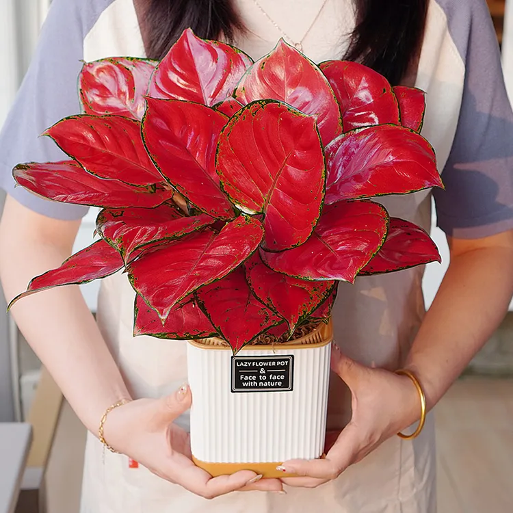 【水培富贵红】吉利红富贵如意花卉绿植招财室内好养 {拍下送盆}