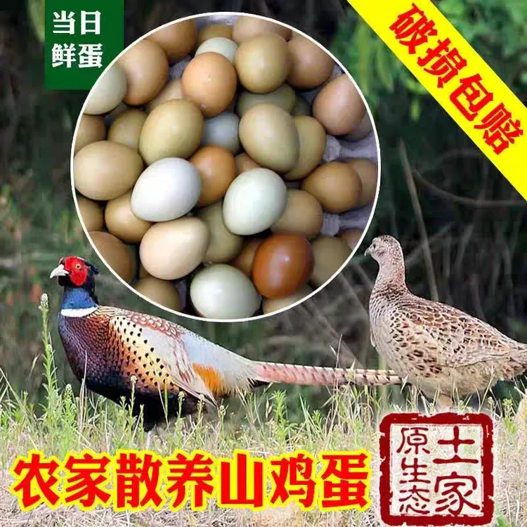 七彩土山鸡蛋营养老人小孩孕妈精品优质精品蛋