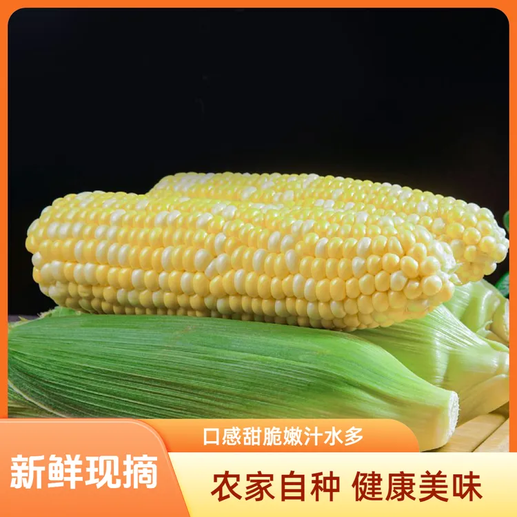现摘云南金银水果玉米新鲜甜玉米嫩玉米学生代餐甜脆包谷整箱包邮