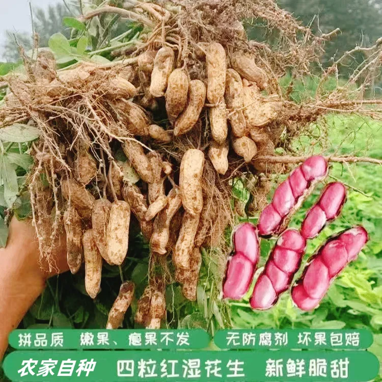 2025年现挖现发新鲜红皮带壳花生1斤3斤5斤农产品食用发货挑选