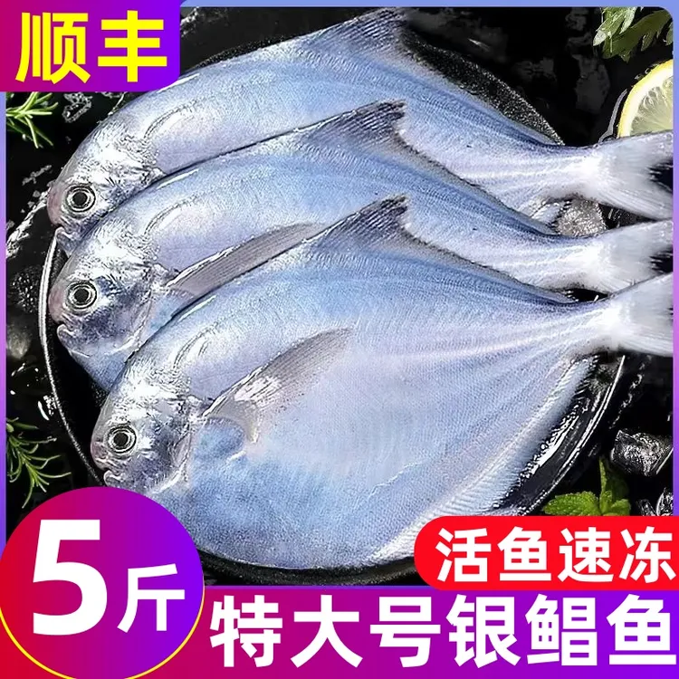 特大号银鲳鱼新鲜速冻白鲳鱼鲳鱼平鱼冷冻水产蒜瓣肉辅食