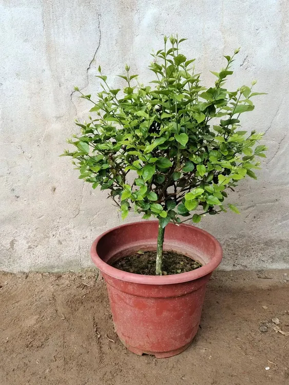 精品单瓣笔尖茉莉花盆栽老桩独杆大花圆叶虎头茉莉香味浓郁正宗