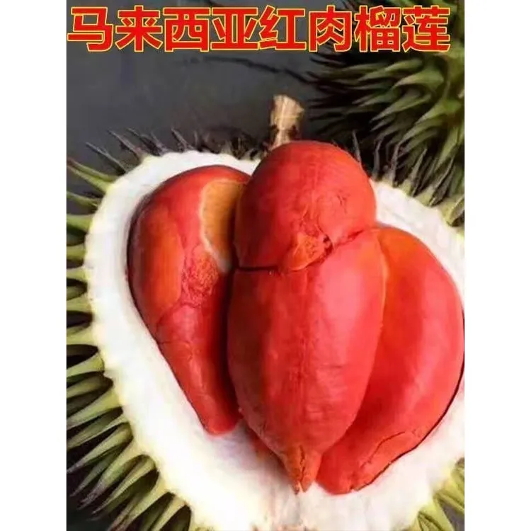 正宗嫁接苏丹王泰国金枕猫山王马来西亚红肉榴莲苗原生苗