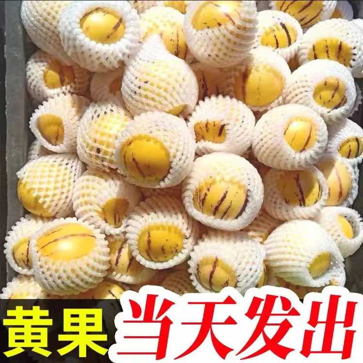 【助农顺丰包邮】云南石林树熟火山岩人参果圆果产地直发清甜可口