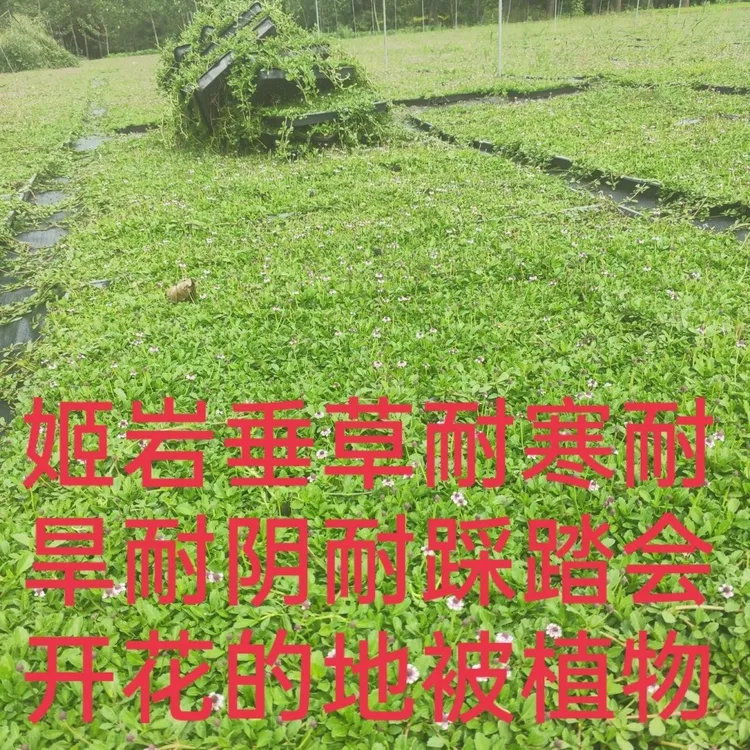 姬岩垂草匍匐地被植物耐旱花期长耐踩踏耐寒庭院花园绿化苗石楠花