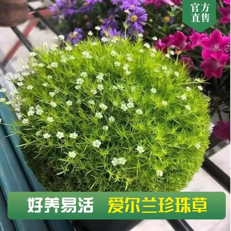 四季常青苔藓植物珍珠草阳台庭院绿植观叶易养耐晒耐寒高级草皮装