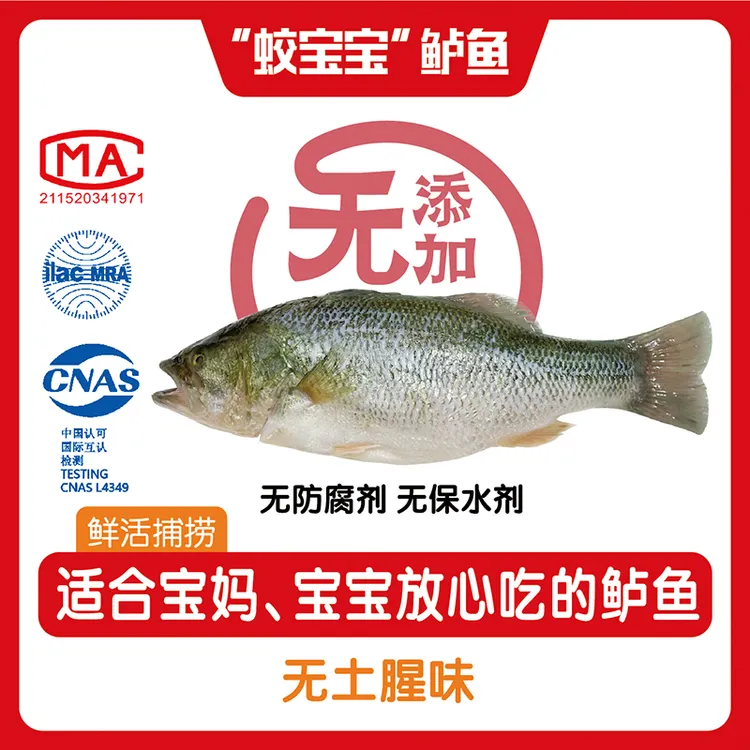 蛟海鲜生鲜活鲈鱼现宰5条*300-400g/条无添加宝妈孩子放心吃