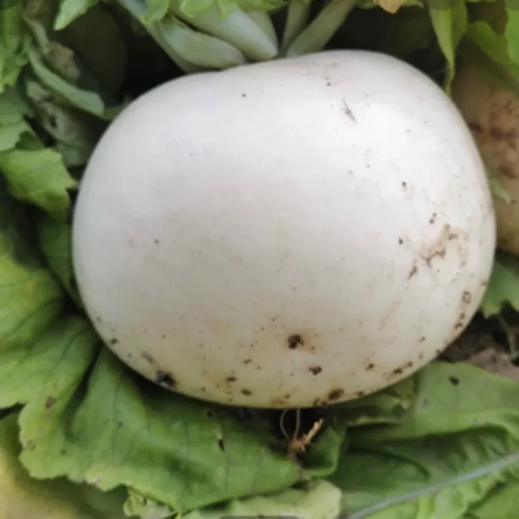 超级迷你小萝卜上线一罐